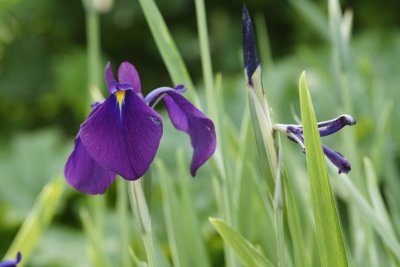 Variegated Japanese Iris.jpg