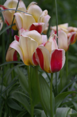Tulips 2.jpg
