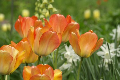 Tulips 6.jpg