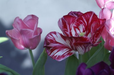 tulips