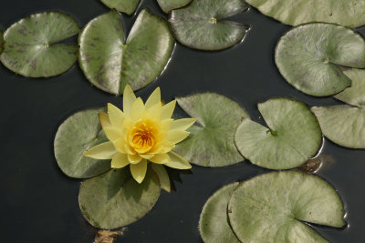 water_lilies