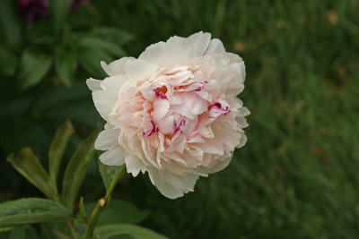 Peony