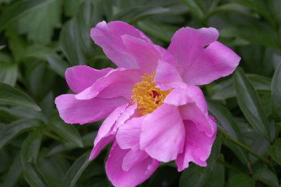 Peony