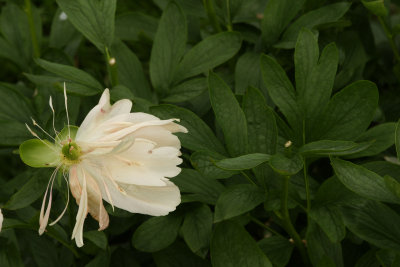 Peony