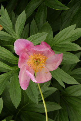 Peony