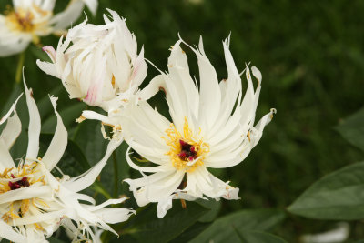 Peony