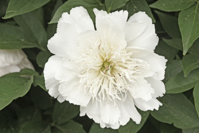 Peony