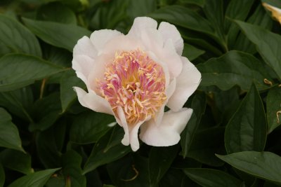 Peony