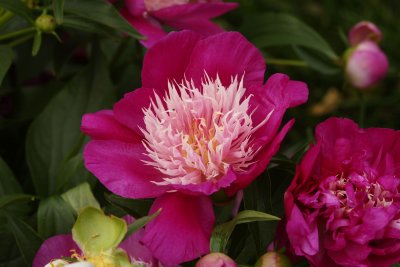 Peony