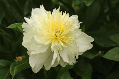 Peony