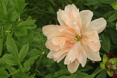peony