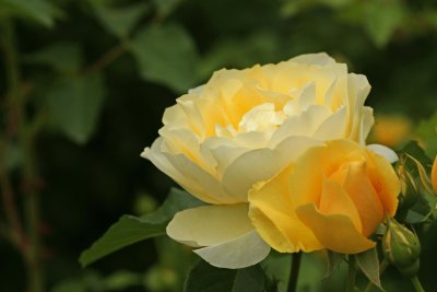 roses