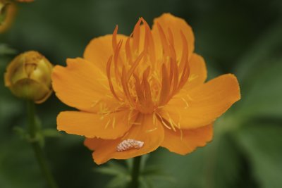 Globe Flower