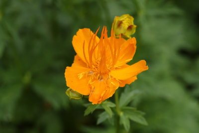 Globe Flower