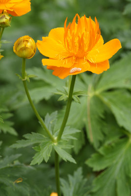 Globe Flower