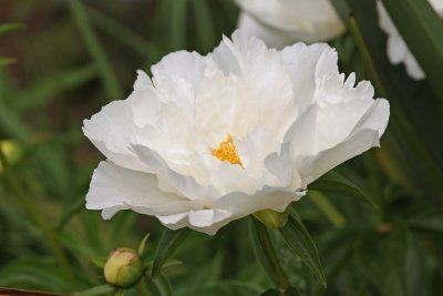 NYBG 5.jpg