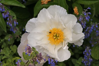 NYBG 6.jpg