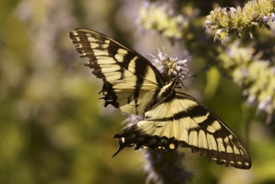 Tiger Swallowtail