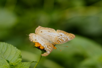 White Peacock