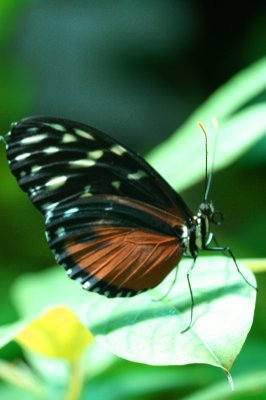 Hecales Tiger Longwing