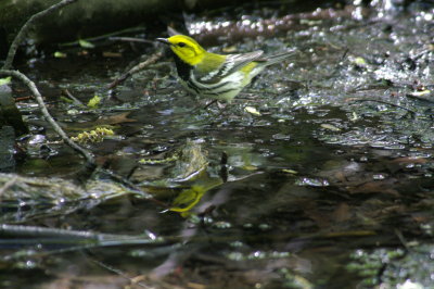 Black-Throated Green Warbler