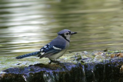 Blue Jay