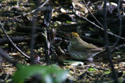 Ovenbird