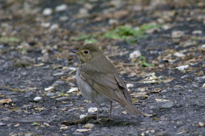 Thrush
