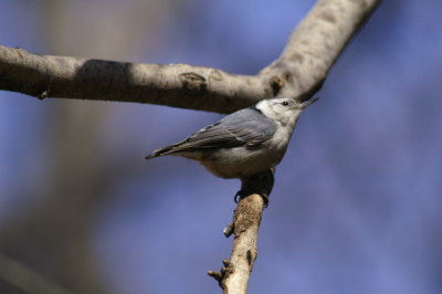 chickadees_titmice_nuthatches