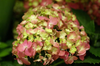 2008_macys_spring_flower_show