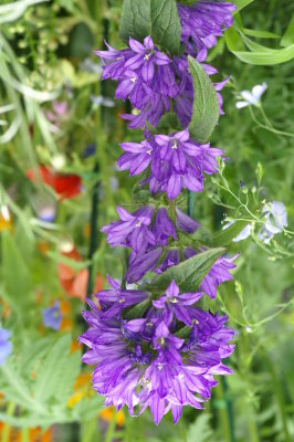 2008_darwins_garden__show-nybg