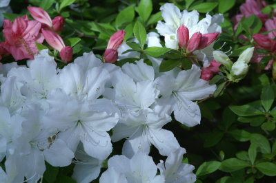 azaleas
