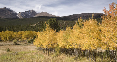 Longs Peak and Aspens