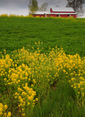 Yellow Flowers and Red Barn-Franklin County