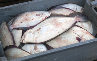 One Evenings Flounder Catch