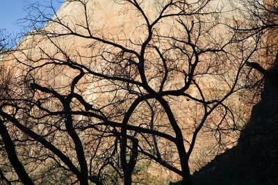 Tree Patterns