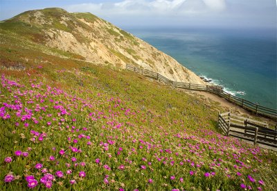 Wild Flowers At Point Reyes