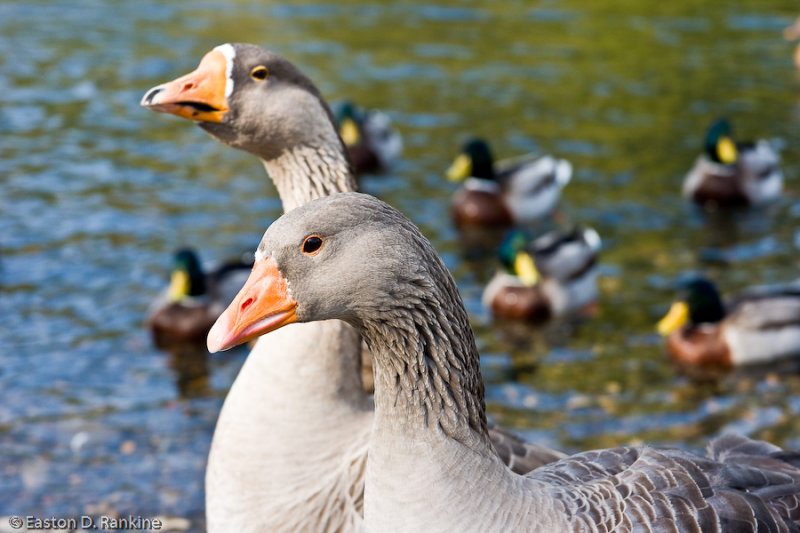 Mallards in Waiting