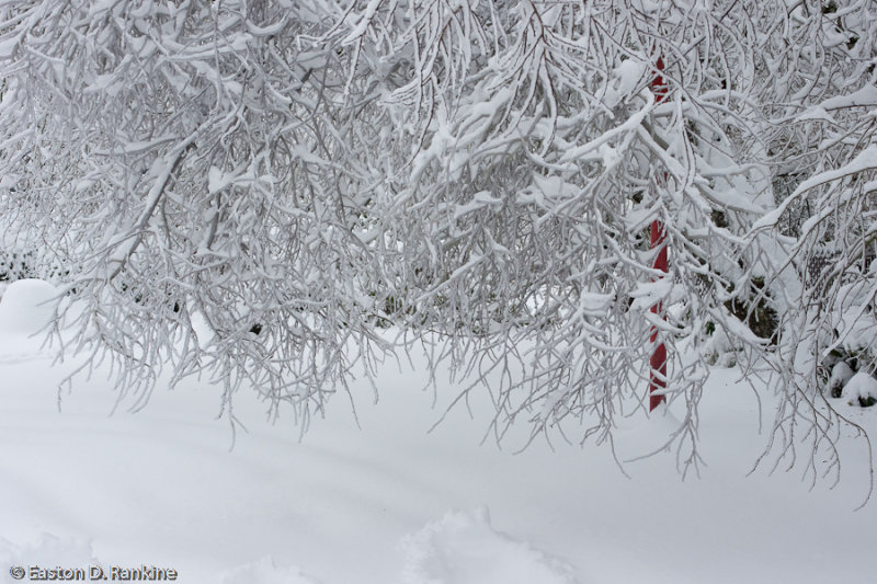 Red Pole II