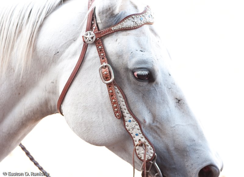 Rodeo Horse