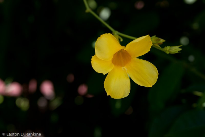 DSC9499