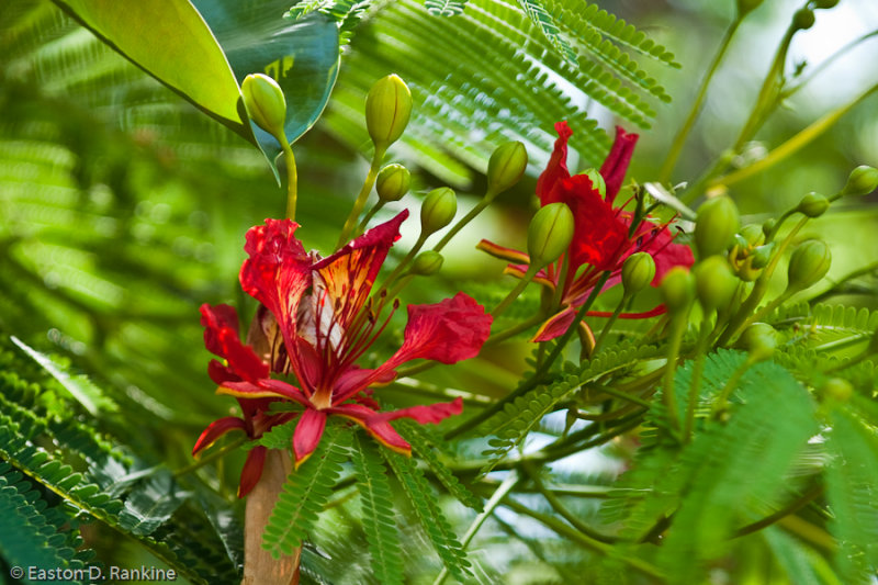 Poinciana