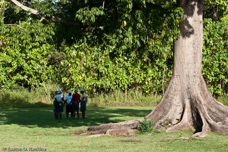 Prayer Group Under Cotton Tree