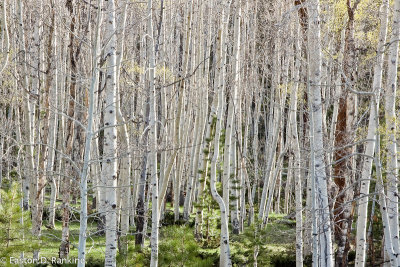 Aspens I