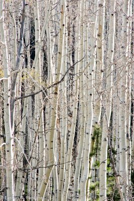 Aspens IV