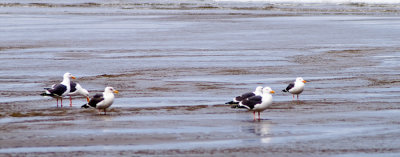 Seagulls I