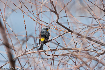 Yellow-rumped (Audubon's) Warbler
