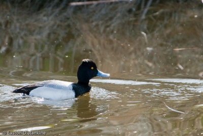 Lesser Scaup