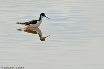 Black Necked Stilt