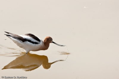 American Avocet II
